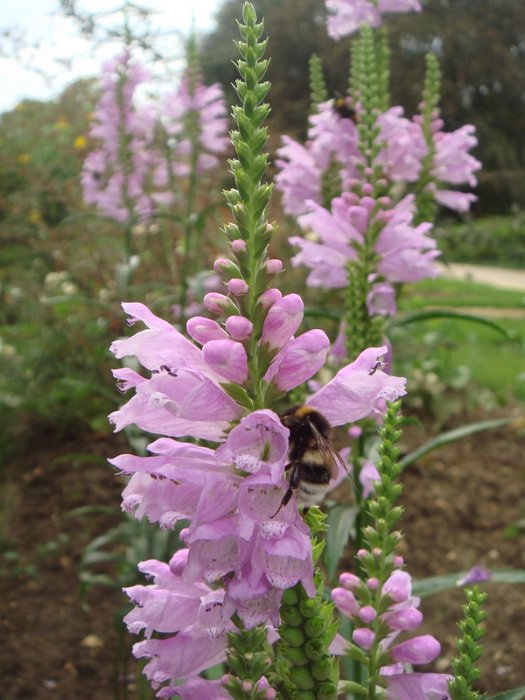 Physostegia virginiana 'Van Wassenhove'